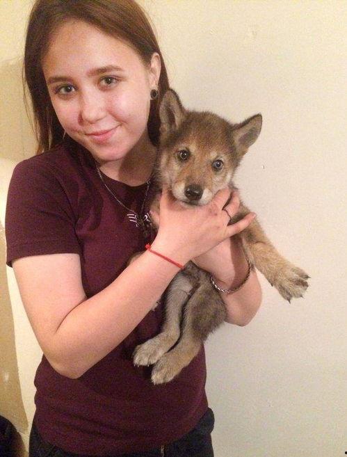 小野狼在线视频,揭秘野生世界中的勇敢冒险