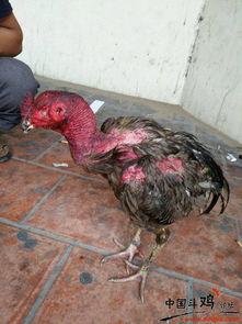 大灰鸡在线视频,揭秘农场生活趣事